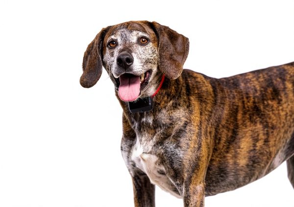 PetSafe Bark Control Collar for Dogs-3