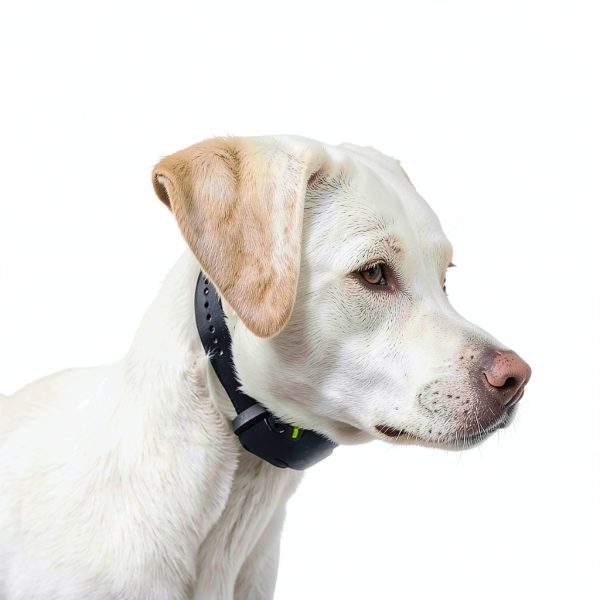 Dogtra YS600 No Bark Collar for Large Dogs-4